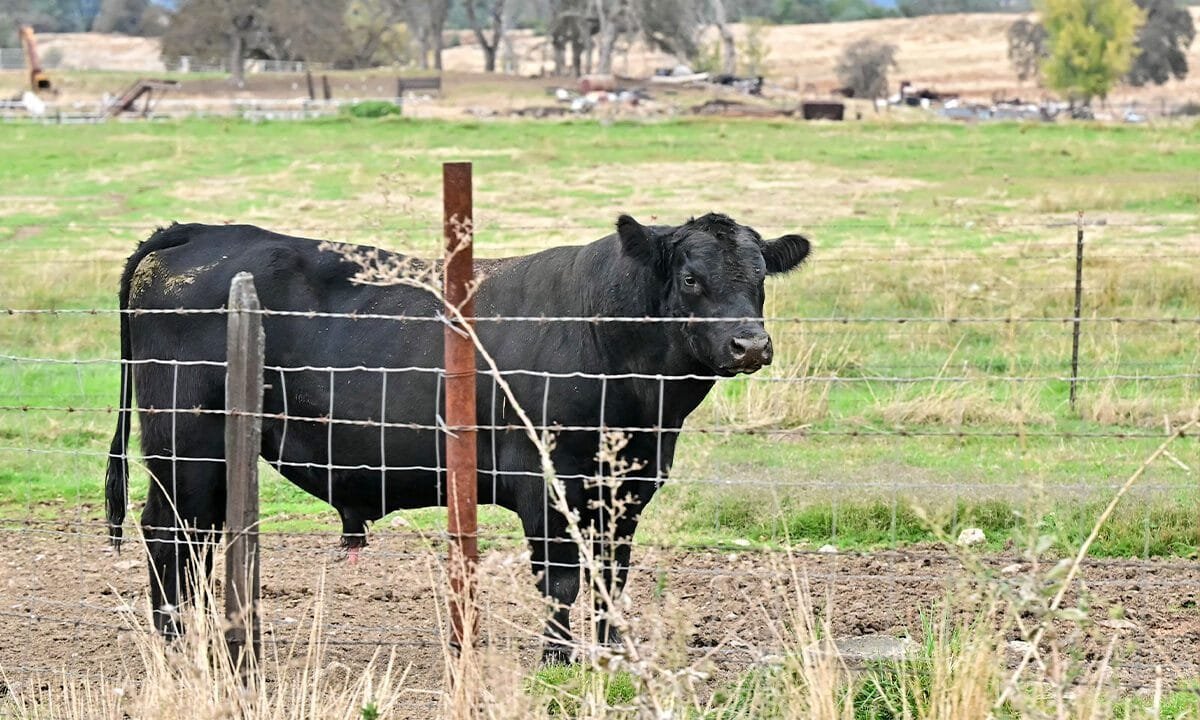 GOP lawmakers push back on Trump admin plan to import Argentinian beef