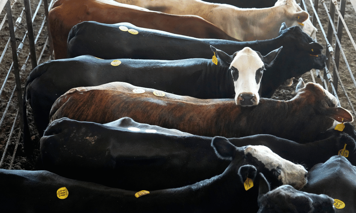 Beef prices are close to record highs — but Americans aren’t cutting back