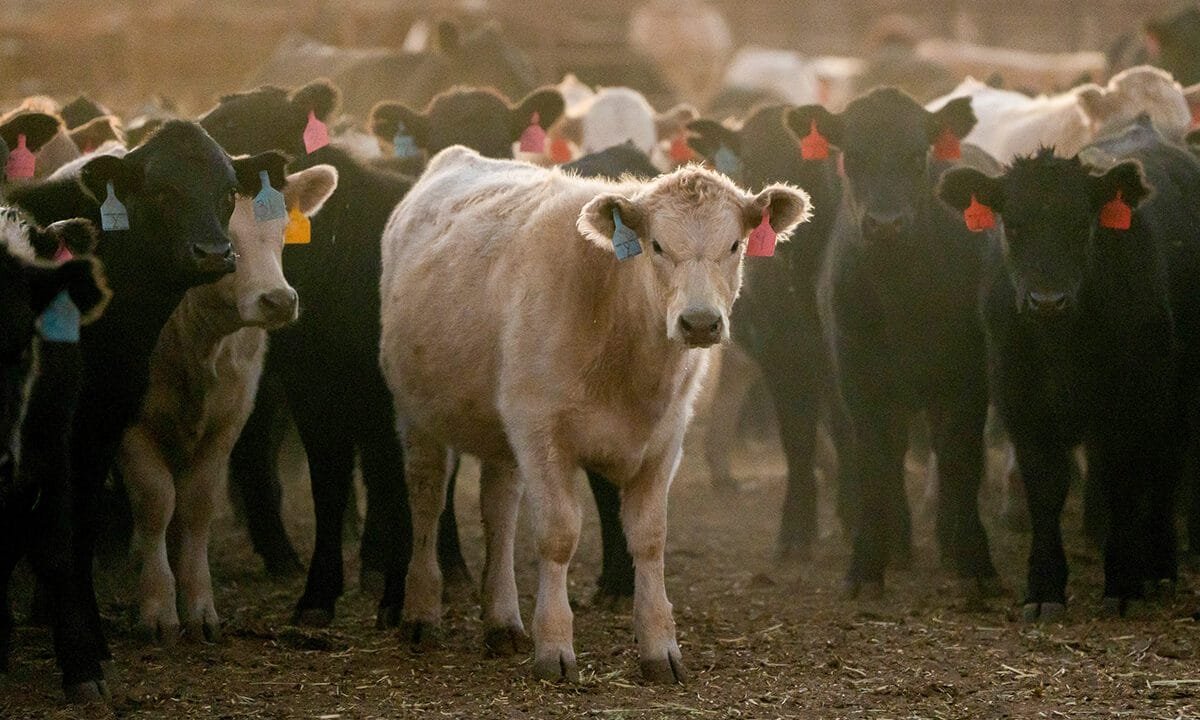 Omaha Steaks CEO warns American families will soon face ‘$10-a-pound reality’ for beef