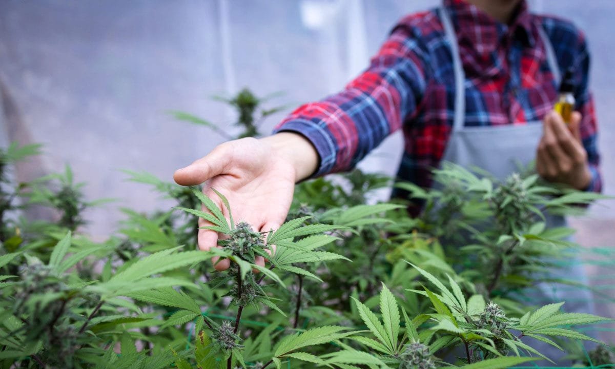 Cannabis stocks surge on report Trump seeks to ease restrictions