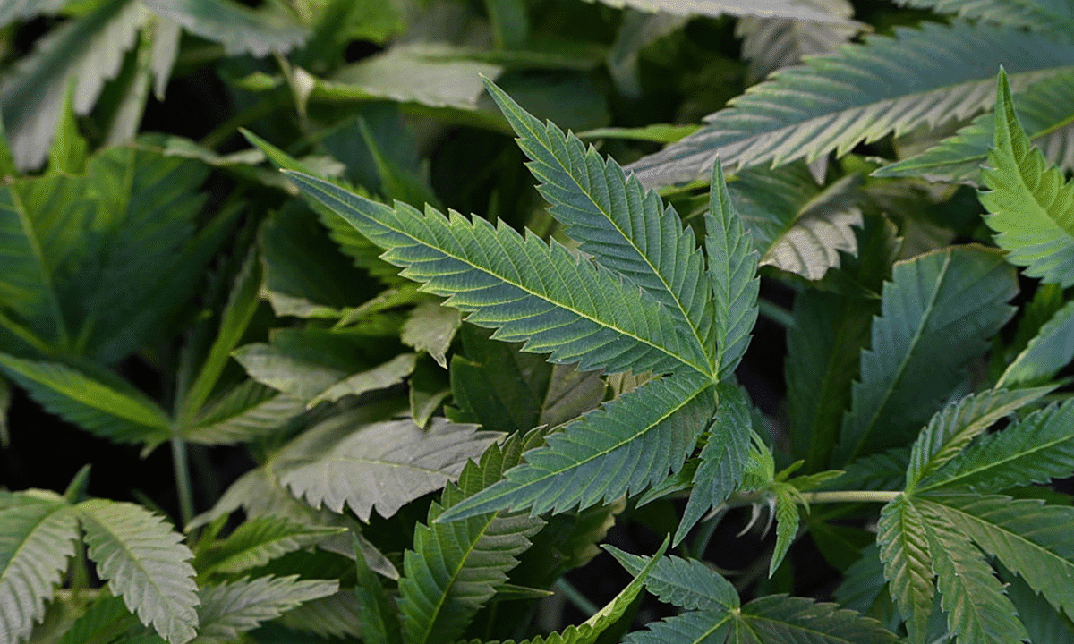 Trump again says he is considering reclassifying marijuana as less dangerous drug