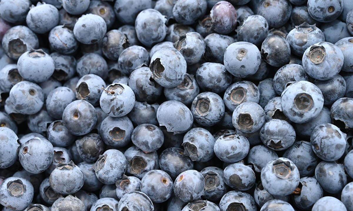 Life-threatening Listeria risk prompts massive frozen blueberry recall across multiple states
