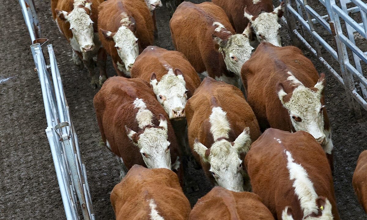 Ranchers dispute price claims after Trump expands Argentine beef imports in executive order