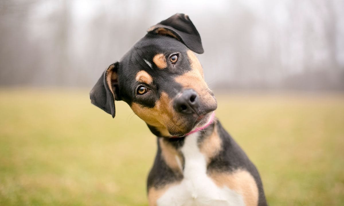 Amazon’s Ring expands AI-powered network to help locate lost dogs