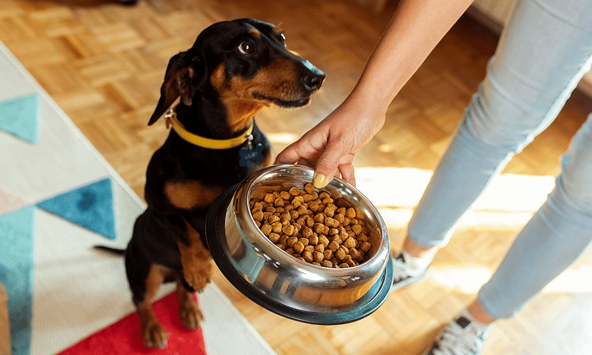 Dog treats recalled over fears of salmonella contamination, FDA says