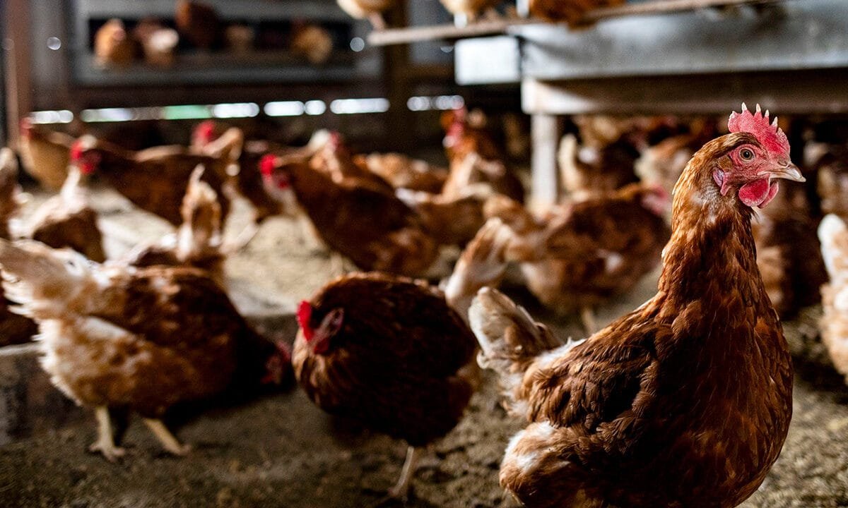 Egg prices plunge as avian flu impact eases, but risks remain