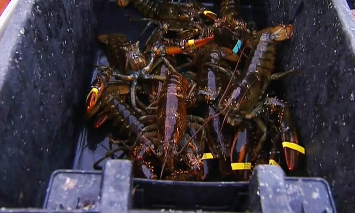 Maine lobster industry hit by harsh winter, falling catch and rising costs
