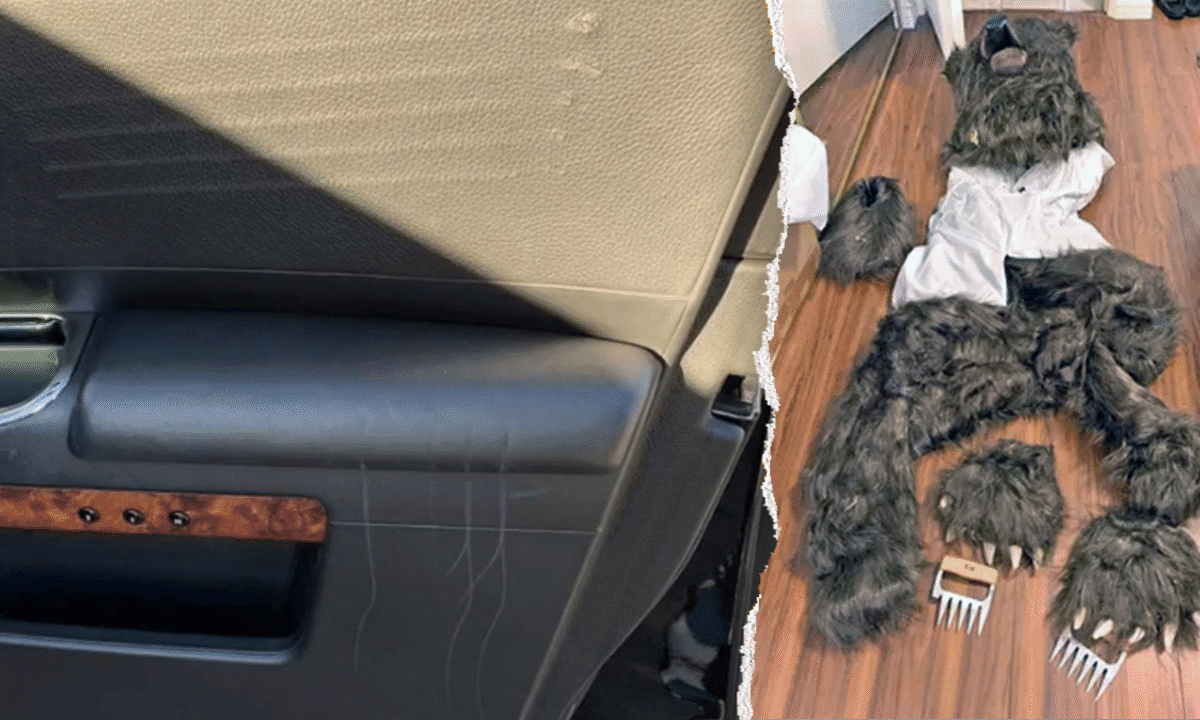 Suspects convicted for insurance fraud after staging costume bear attacks in luxury vehicles caught on camera