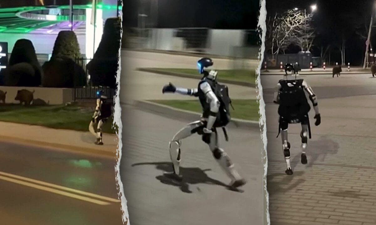 Viral video shows humanoid robot chasing wild boars off street in bizarre encounter