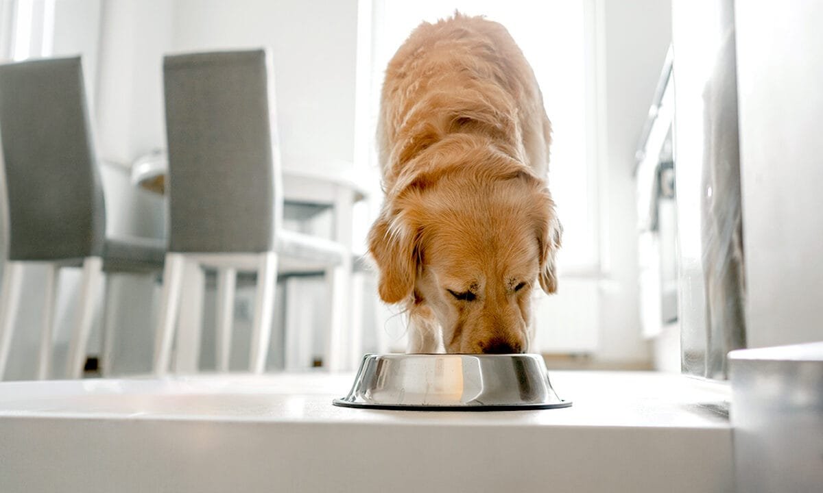 Popular pet food brand halts production after FDA warns of possible dangerous contamination
