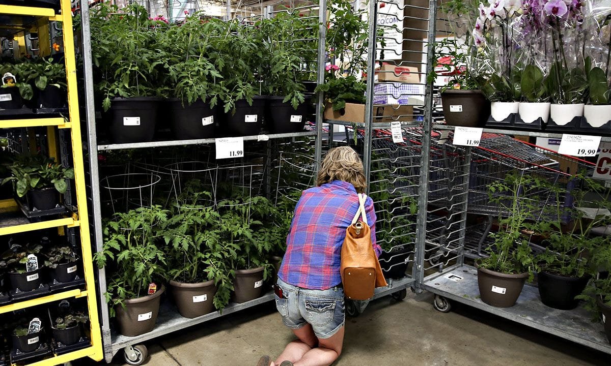 Costco issues warning notice for plant due to invasive insect infestation concern
