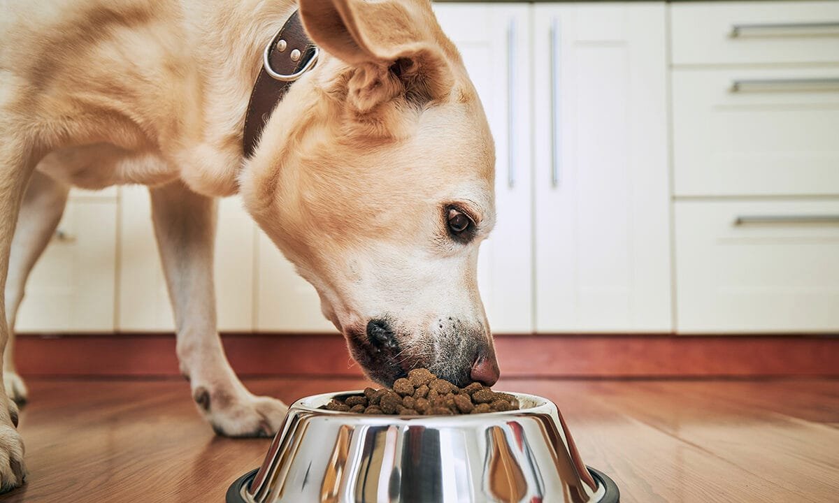 Popular pet food recalled over possible sharp metal and plastic contamination